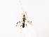  ( - BIOUG76524-C11)  @11 [ ] CreativeCommons - Attribution (2022) CBG Photography Group Centre for Biodiversity Genomics