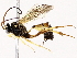  ( - BIOUG76524-D08)  @11 [ ] CreativeCommons - Attribution (2022) CBG Photography Group Centre for Biodiversity Genomics