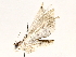  ( - BIOUG76525-H08)  @11 [ ] CreativeCommons - Attribution (2022) CBG Photography Group Centre for Biodiversity Genomics