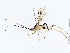  (Triraphis Malaise2693 - BIOUG76526-B01)  @11 [ ] CreativeCommons - Attribution (2022) CBG Photography Group Centre for Biodiversity Genomics