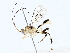  (Mesochorus cinco - BIOUG76526-B08)  @11 [ ] CreativeCommons - Attribution (2022) CBG Photography Group Centre for Biodiversity Genomics