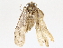  (Anadasmus Malaise9959 - BIOUG76552-A04)  @11 [ ] CreativeCommons - Attribution (2022) CBG Photography Group Centre for Biodiversity Genomics