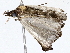  ( - BIOUG76552-A11)  @11 [ ] CreativeCommons - Attribution (2022) CBG Photography Group Centre for Biodiversity Genomics