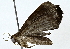  (Nicetas Malaise5653 - BIOUG76553-A10)  @11 [ ] CreativeCommons - Attribution (2022) CBG Photography Group Centre for Biodiversity Genomics