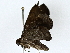  ( - BIOUG76553-G12)  @11 [ ] CreativeCommons - Attribution (2022) CBG Photography Group Centre for Biodiversity Genomics