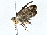  (Psilocorsis Malaise5394 - BIOUG76554-F09)  @11 [ ] CreativeCommons - Attribution (2022) CBG Photography Group Centre for Biodiversity Genomics