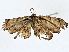  ( - BIOUG76554-F12)  @11 [ ] CreativeCommons - Attribution (2022) CBG Photography Group Centre for Biodiversity Genomics
