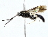  (Leurus maryjanewestae - BIOUG76555-D03)  @11 [ ] CreativeCommons - Attribution (2022) CBG Photography Group Centre for Biodiversity Genomics