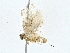  ( - BIOUG76555-G11)  @11 [ ] CreativeCommons - Attribution (2022) CBG Photography Group Centre for Biodiversity Genomics