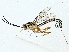  (Sphelodon Malaise1523 - BIOUG85481-B09)  @11 [ ] CreativeCommons - Attribution (2022) CBG Photography Group Centre for Biodiversity Genomics