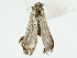  ( - BIOUG85481-E05)  @11 [ ] CreativeCommons - Attribution (2022) CBG Photography Group Centre for Biodiversity Genomics