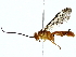  ( - BIOUG85489-D11)  @11 [ ] CreativeCommons - Attribution (2022) CBG Photography Group Centre for Biodiversity Genomics