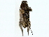  ( - BIOUG85490-B05)  @11 [ ] CreativeCommons - Attribution (2022) CBG Photography Group Centre for Biodiversity Genomics