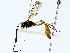  ( - BIOUG85490-F11)  @11 [ ] CreativeCommons - Attribution (2022) CBG Photography Group Centre for Biodiversity Genomics