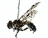  ( - BIOUG85468-F06)  @11 [ ] CreativeCommons - Attribution (2022) CBG Photography Group Centre for Biodiversity Genomics