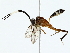  (Diplohimas - BIOUG85469-C06)  @11 [ ] CreativeCommons - Attribution (2022) CBG Photography Group Centre for Biodiversity Genomics