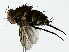  (Houghia bivittataDHJ01 - BIOUG85469-H09)  @11 [ ] CreativeCommons - Attribution (2022) CBG Photography Group Centre for Biodiversity Genomics
