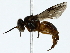  ( - BIOUG85470-B08)  @11 [ ] CreativeCommons - Attribution (2022) CBG Photography Group Centre for Biodiversity Genomics