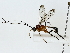  (Diradops Malaise7411 - BIOUG85482-C12)  @11 [ ] CreativeCommons - Attribution (2022) CBG Photography Group Centre for Biodiversity Genomics