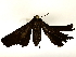  ( - BIOUG85482-H02)  @11 [ ] CreativeCommons - Attribution (2022) CBG Photography Group Centre for Biodiversity Genomics