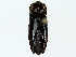  ( - BIOUG85491-A12)  @11 [ ] CreativeCommons - Attribution (2022) CBG Photography Group Centre for Biodiversity Genomics