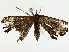  ( - BIOUG85491-H04)  @11 [ ] CreativeCommons - Attribution (2022) CBG Photography Group Centre for Biodiversity Genomics