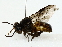  ( - BIOUG85493-B03)  @11 [ ] CreativeCommons - Attribution (2022) CBG Photography Group Centre for Biodiversity Genomics