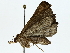  ( - BIOUG85493-C05)  @11 [ ] CreativeCommons - Attribution (2022) CBG Photography Group Centre for Biodiversity Genomics