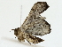  ( - BIOUG85493-E03)  @11 [ ] CreativeCommons - Attribution (2022) CBG Photography Group Centre for Biodiversity Genomics