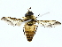 ( - BIOUG85509-A07)  @11 [ ] CreativeCommons - Attribution (2022) CBG Photography Group Centre for Biodiversity Genomics