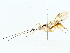  ( - BIOUG85509-F04)  @11 [ ] CreativeCommons - Attribution (2022) CBG Photography Group Centre for Biodiversity Genomics