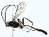  ( - BIOUG85509-G08)  @11 [ ] CreativeCommons - Attribution (2022) CBG Photography Group Centre for Biodiversity Genomics
