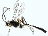  ( - BIOUG85510-A08)  @11 [ ] CreativeCommons - Attribution (2022) CBG Photography Group Centre for Biodiversity Genomics