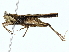  ( - BIOUG85510-B08)  @11 [ ] CreativeCommons - Attribution (2022) CBG Photography Group Centre for Biodiversity Genomics