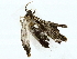  ( - BIOUG85511-A06)  @11 [ ] CreativeCommons - Attribution (2022) CBG Photography Group Centre for Biodiversity Genomics