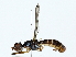  ( - BIOUG85511-C11)  @11 [ ] CreativeCommons - Attribution (2022) CBG Photography Group Centre for Biodiversity Genomics