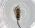  (Hypomicrogaster Malaise0242 - BIOUG90941-H11)  @11 [ ] CreativeCommons - Attribution (2022) Centre for Biodiversity Genomics Centre for Biodiversity Genomics