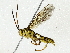  (Neotheronia Malaise3690 - BIOUG85483-H08)  @11 [ ] CreativeCommons - Attribution (2022) CBG Photography Group Centre for Biodiversity Genomics