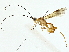  (Triraphis Malaise8027 - BIOUG85484-A03)  @11 [ ] CreativeCommons - Attribution (2022) CBG Photography Group Centre for Biodiversity Genomics