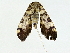  ( - BIOUG85484-B02)  @11 [ ] CreativeCommons - Attribution (2022) CBG Photography Group Centre for Biodiversity Genomics