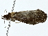  (erebidBioLep01 BioLep3185 - BIOUG85484-B10)  @11 [ ] CreativeCommons - Attribution (2022) CBG Photography Group Centre for Biodiversity Genomics