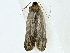  ( - BIOUG85484-B12)  @11 [ ] CreativeCommons - Attribution (2022) CBG Photography Group Centre for Biodiversity Genomics