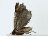  ( - BIOUG85494-B12)  @11 [ ] CreativeCommons - Attribution (2022) CBG Photography Group Centre for Biodiversity Genomics