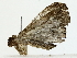  ( - BIOUG85494-C01)  @11 [ ] CreativeCommons - Attribution (2022) CBG Photography Group Centre for Biodiversity Genomics
