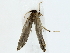  ( - BIOUG85494-C02)  @11 [ ] CreativeCommons - Attribution (2022) CBG Photography Group Centre for Biodiversity Genomics