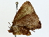  ( - BIOUG85495-A02)  @11 [ ] CreativeCommons - Attribution (2022) CBG Photography Group Centre for Biodiversity Genomics