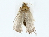  (chryMalaise2682 - BIOUG85495-B07)  @11 [ ] CreativeCommons - Attribution (2022) CBG Photography Group Centre for Biodiversity Genomics