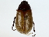  ( - BIOUG85495-F03)  @11 [ ] CreativeCommons - Attribution (2022) CBG Photography Group Centre for Biodiversity Genomics