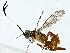 ( - BIOUG85496-B12)  @11 [ ] CreativeCommons - Attribution (2022) CBG Photography Group Centre for Biodiversity Genomics
