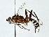  ( - BIOUG85496-G12)  @11 [ ] CreativeCommons - Attribution (2022) CBG Photography Group Centre for Biodiversity Genomics